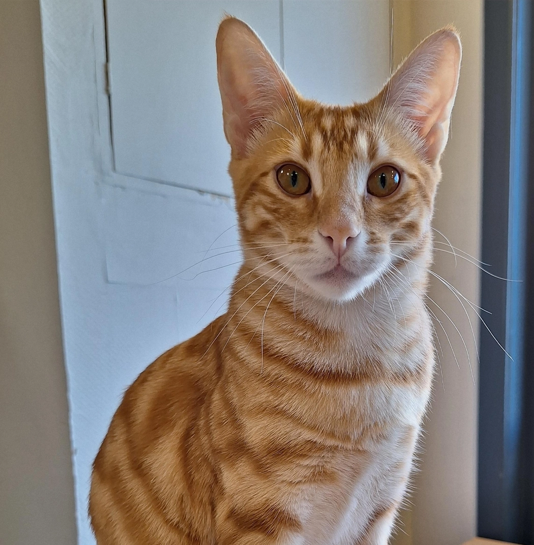 Maak kennis met janneke