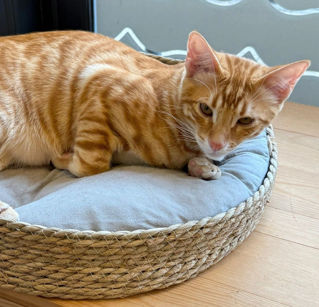 Maak kennis met janneke